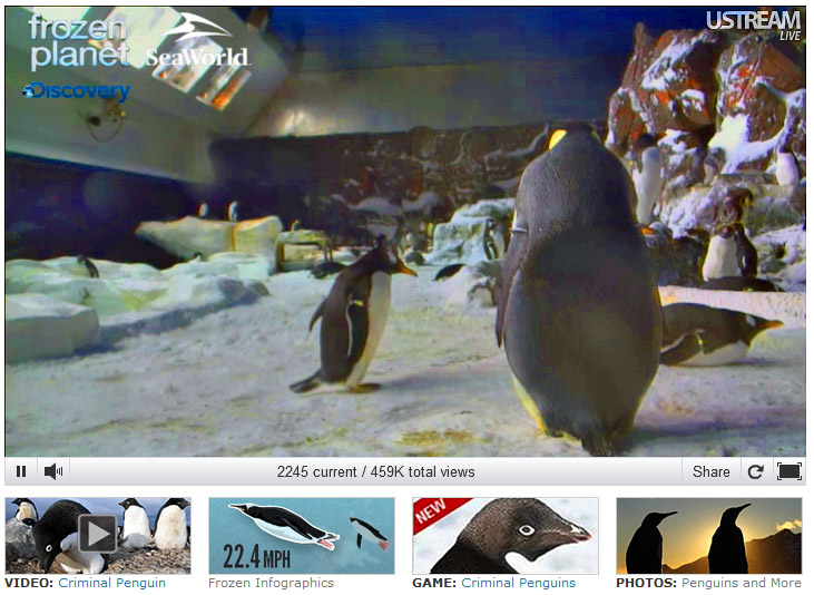 Penguin Cam - SeaWorld San Diego